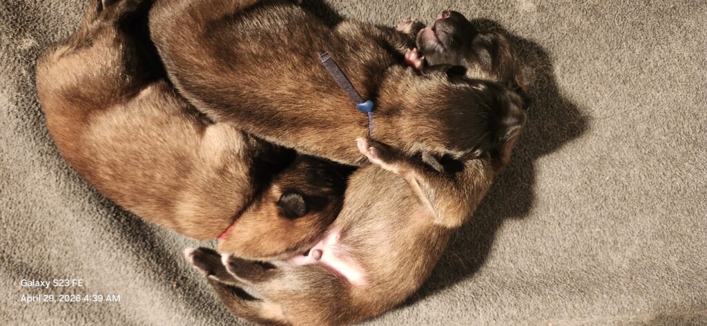 3 days old