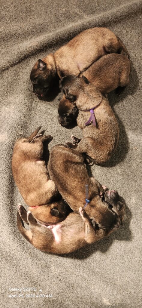 3 days old