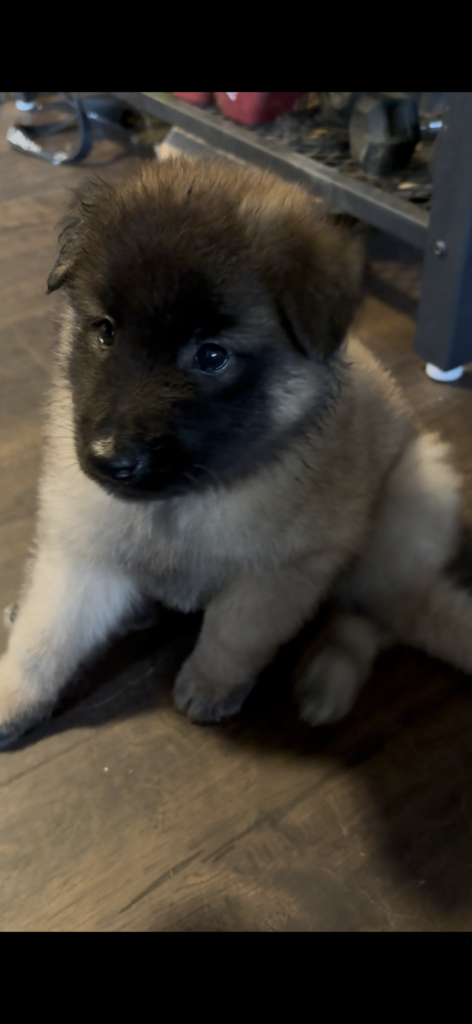 4 weeks old