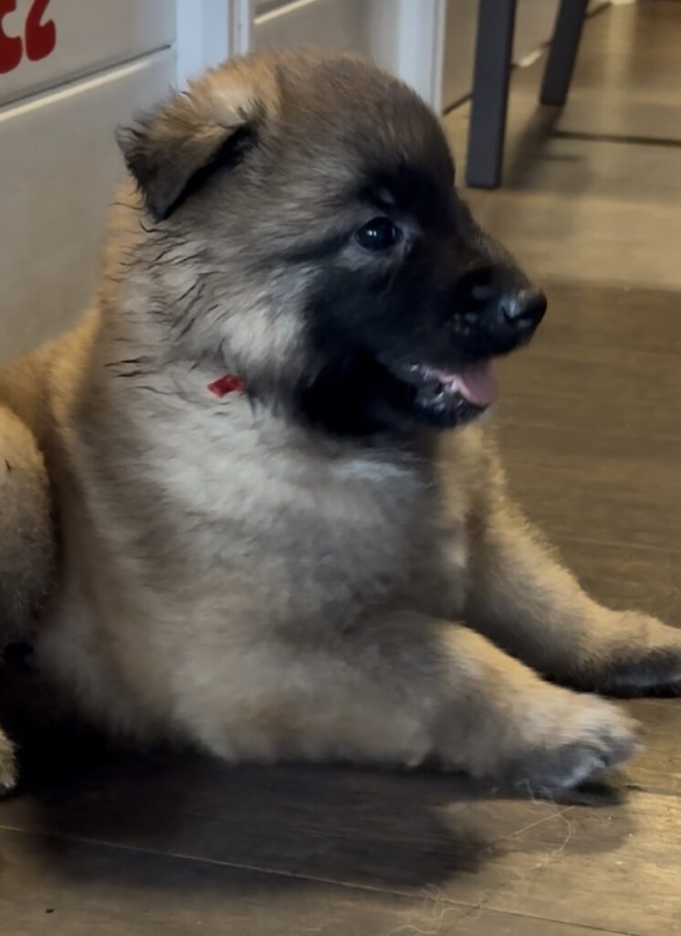 4 weeks old