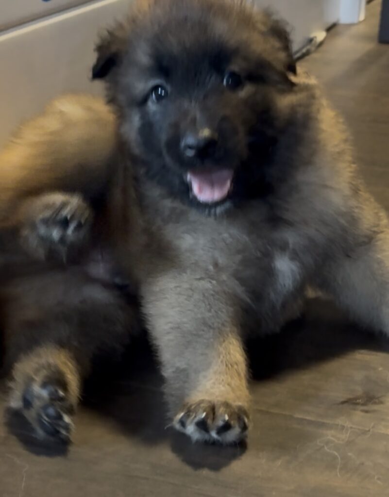 4 weeks old